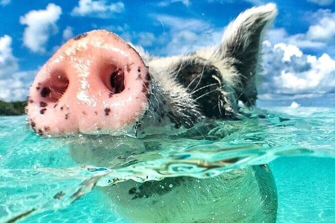 3 Islands Tour, Swim with Pigs, Turtles, Snorkelling & lunch - Quick Highlights You’ll Actually Care About