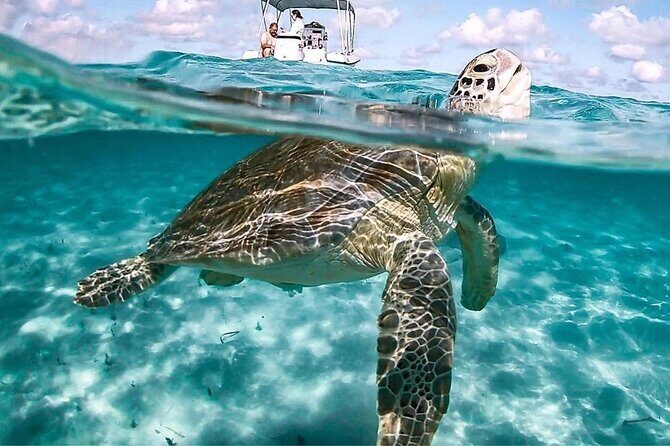 3 Islands Tour, Swim with Pigs, Turtles, Snorkelling & lunch - Half-Day Island Hop: How the Schedule Works