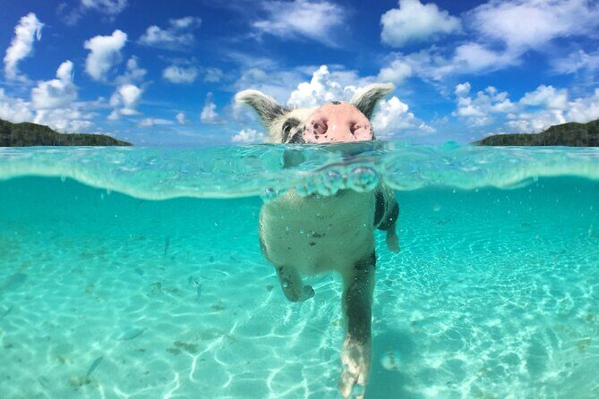 3 Islands Tour, Swim with Pigs, Turtles, Snorkelling & lunch - Green Turtle Cay Turtle Swim: When the Crew Searches