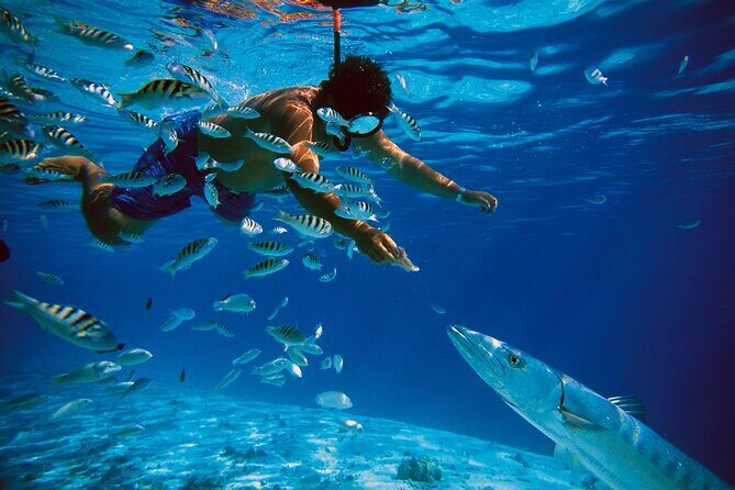 3 Islands Tour, Swim with Pigs, Turtles, Snorkelling & lunch - Animal Encounters: What You’re Likely to See (and What Can Change)
