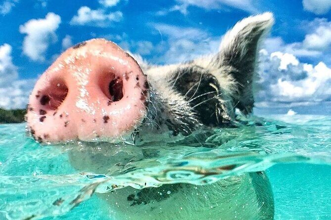 3 Islands Tour, Swim with Pigs, Turtles, Snorkelling & lunch - Price and Value: Is $175 Worth It?