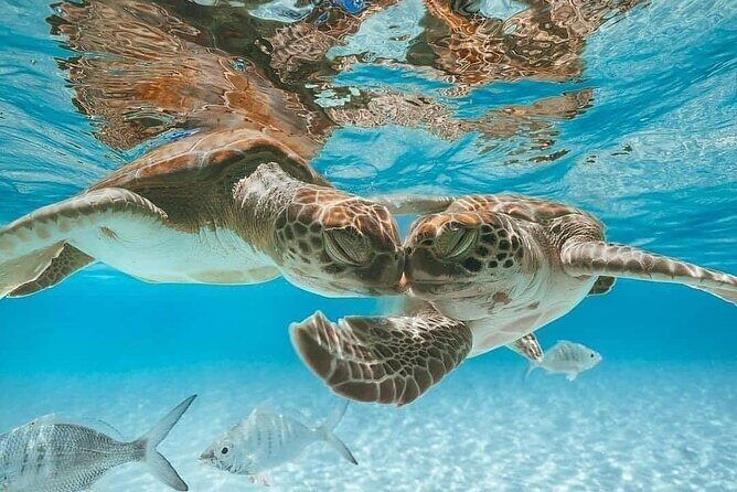 3 Islands Tour, Swim with Pigs, Turtles, Snorkelling & lunch - Atlantis Bahamas Boat Stop: Quick Tunnel Photos and a Fun Warm-Up