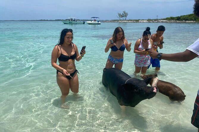 4hr Private Tour Island Hop Snorkel w/ Turtles & Sip Bahama Mamas - Green Turtle Cay Snorkel Hour: How to Get the Best Turtle Moment