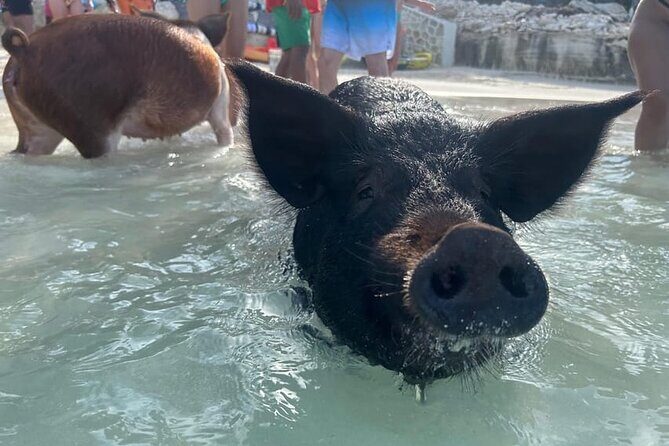 All Inclusive Pig Encounter, Snorkeling, Turtles, Lunch & Beach - Rose Island Powerboat Day: Pigs, Turtles, and the 007 Beach Club Finish
