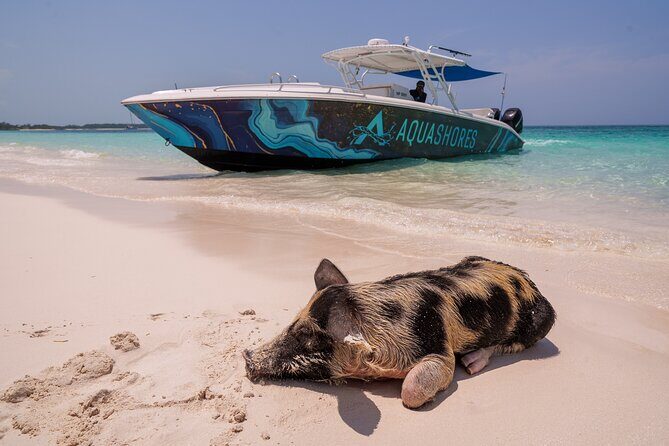 Bahamas Adventure: Pigs, Reef, Turtles, and Beach with Lunch - Key highlights you’ll care about