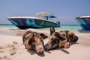 Bahamas Adventure: Pigs, Reef, Turtles, and Beach with Lunch - Lunch and beach bar time on Rose Island: where the comfort kicks in