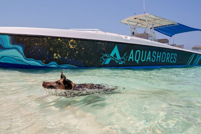 Bahamas Adventure: Pigs, Reef, Turtles, and Beach with Lunch - The pig beach experience: feeding, swimming, and what to expect from the setup