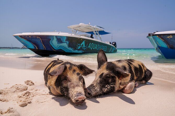 Bahamas Adventure: Pigs, Reef, Turtles, and Beach with Lunch - Lunch and beach bar time on Rose Island: where the comfort kicks in