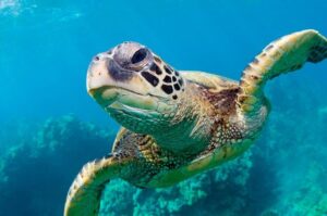 Bluefinn242 Swim with the Turtles in Nassau Bahamas - Snorkeling gear included: comfortable for first-timers, not just experts