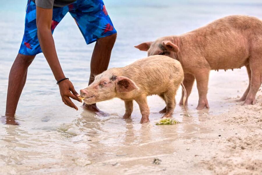 Exclusive Fly-In Premium Beach Experience from Nassau - Pig Beach at Big Major Cay: the Exuma moment you’ll remember