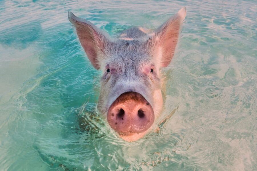 Exclusive Fly-In Premium Beach Experience from Nassau - Thunderball Grotto snorkeling: coral, fish, and that cinematic feeling