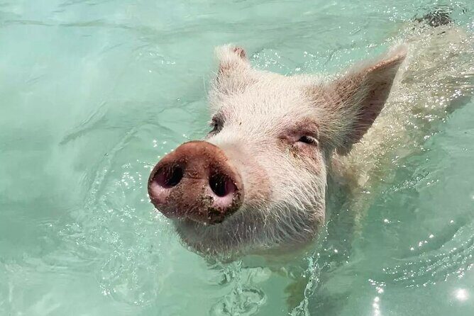 Experience The Exumas and the World Famous Swimming Pigs - Quick hits before you go