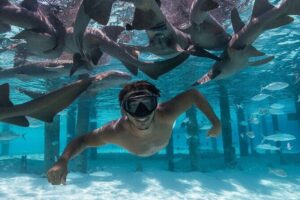 Experience The Exumas and the World Famous Swimming Pigs - Stop 1: Pig Beach and how the famous pigs fit into a real swim