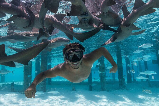 Experience The Exumas and the World Famous Swimming Pigs - Stop 1: Pig Beach and how the famous pigs fit into a real swim