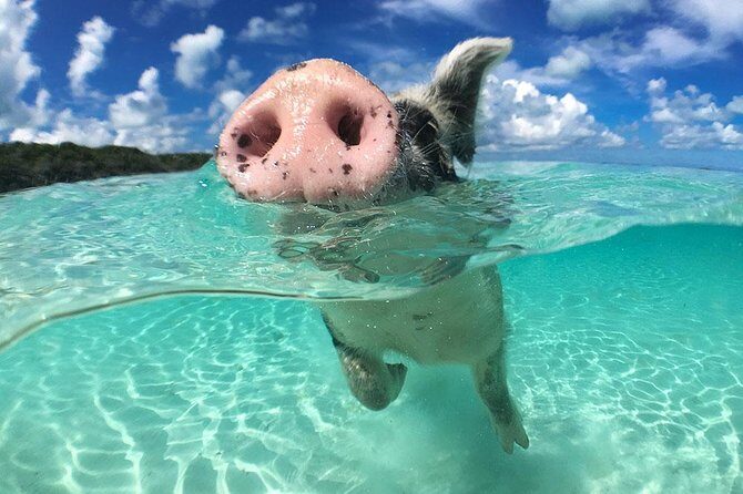 Exuma Day Away - Original Swimming Pigs Excursion - Nassau to the Exuma Cays: a fast, animal-packed day