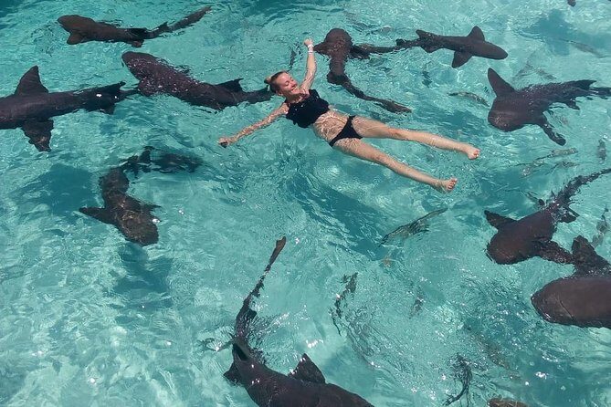 Exuma Day Away - Original Swimming Pigs Excursion - Pig Beach at Big Major Cay: the original swimming pigs experience