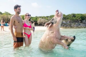 Exuma Elite Escape: Luxury Fly-In Pig Beach Adventure - 7 Stops - Pig Beach: the celebrity moment, done on a short, efficient stop