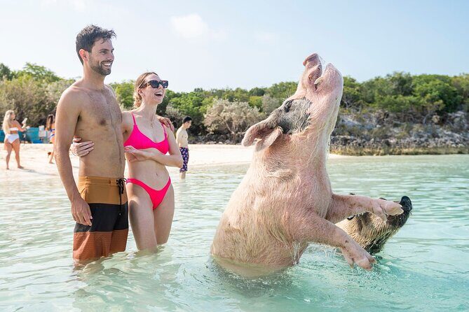 Exuma Elite Escape: Luxury Fly-In Pig Beach Adventure - 7 Stops - Pig Beach: the celebrity moment, done on a short, efficient stop