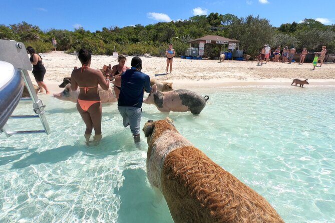 Exuma Full Day Swimming Pigs Group Boat Tour - Nassau to Exuma: Why This Day Trip Feels Like a Win