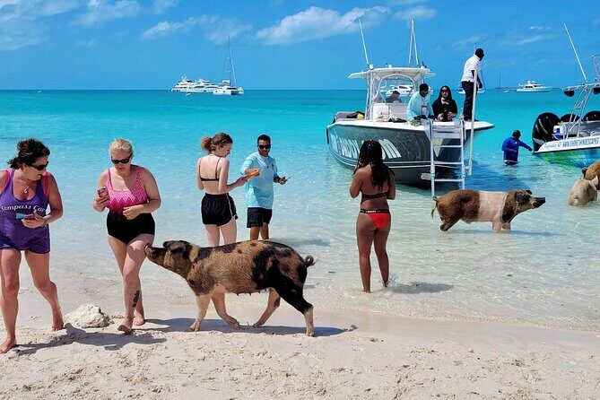 Exuma Full Day Swimming Pigs Group Boat Tour - Black Point Lunch at Loraine’s: Where the Day Feels Human Again