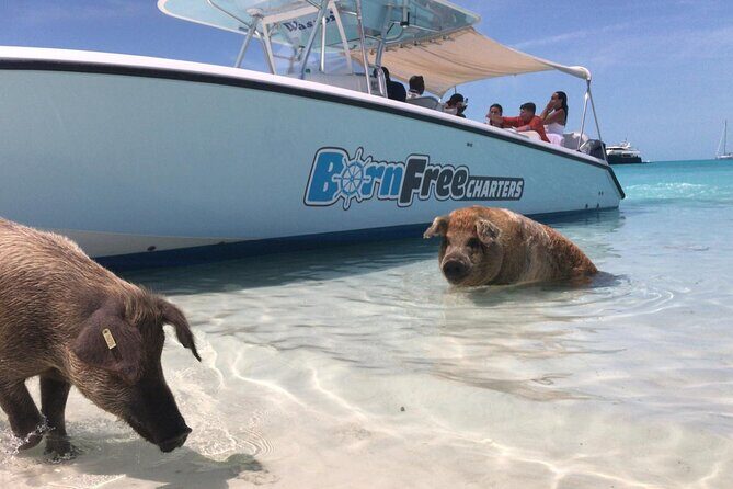 Exuma Island Hopping Swimming Pigs Tour with Lunch from Nassau - Norman’s Cay plane wreck snorkeling: the story and the water time