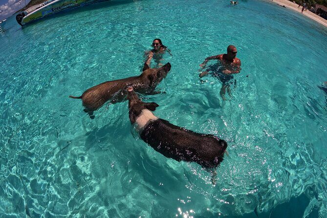 Exuma Island Hopping Swimming Pigs Tour with Lunch from Nassau - The sandbar or beach stop: where the wind finally loses
