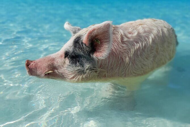 Exuma Island Hopping Swimming Pigs Tour with Lunch from Nassau - Price and value: what $438.90 buys you (and why it can be worth it)