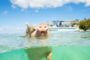 Half Day Swimming Pigs on Rose Island, Snorkeling and Lunch - Rose Island snorkeling: coral reef time without the long day