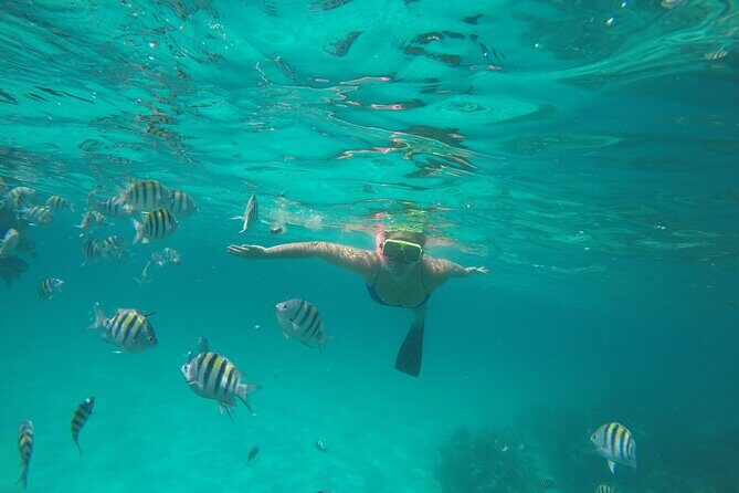 Half Day Swimming Pigs on Rose Island, Snorkeling and Lunch - Green Cay sea turtles from the boat: quick wildlife viewing