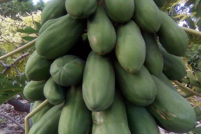 Mamma Gal Native Experience - Fruit Market and Vendor Stops: Snacks, Souvenirs, and Calm Shopping