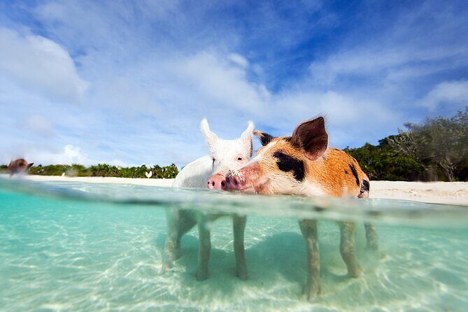 Nas: 3 islands Tour ,snorkel, Turtles, pigs and lunch - Key things that make this tour worth your time