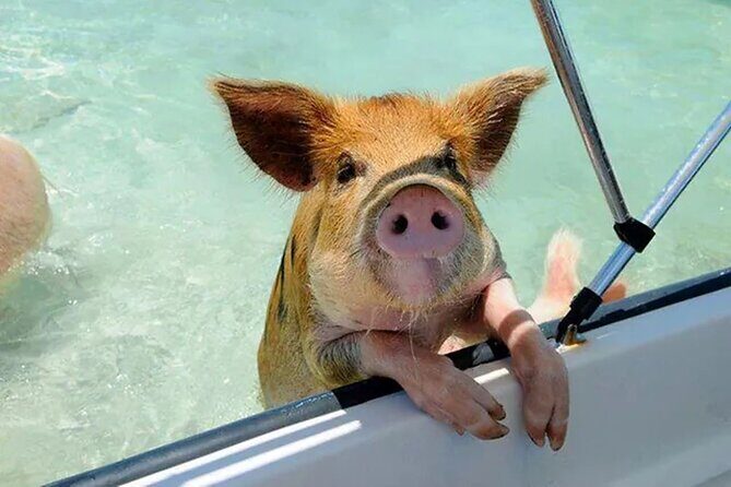Nas: 3 islands Tour ,snorkel, Turtles, pigs and lunch - A 4-hour speedboat day from Margaritaville Paradise Island
