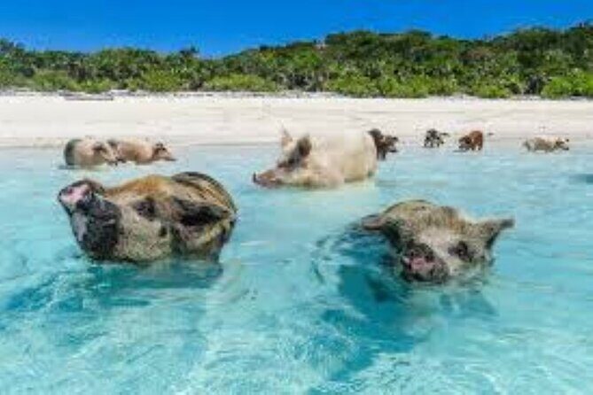 Nas: 3 islands Tour ,snorkel, Turtles, pigs and lunch - Where things can go sideways: directions, delays, and crowded moments