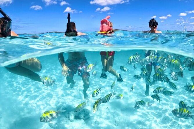 Nassau: 3 islands Pigs,Turtles,Snorkel & Beach Club with lunch - Key Highlights You’ll Actually Care About