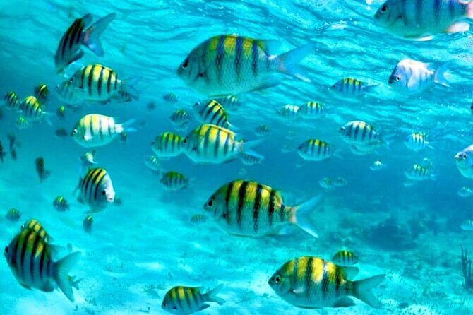 Nassau: 3 islands Pigs,Turtles,Snorkel & Beach Club with lunch - How This 4-Hour Nassau Loop Stacks Up