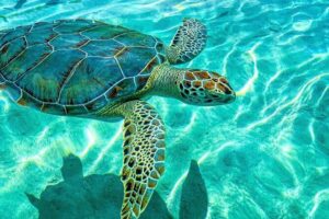 Nassau: 3 islands Pigs,Turtles,Snorkel & Beach Club with lunch - Stop 1: Pearl Island Reef Snorkel and Tropical Fish Time