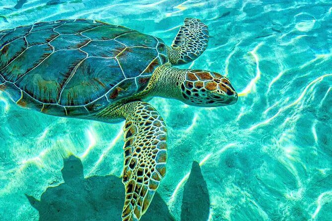Nassau: 3 islands Pigs,Turtles,Snorkel & Beach Club with lunch - Stop 1: Pearl Island Reef Snorkel and Tropical Fish Time