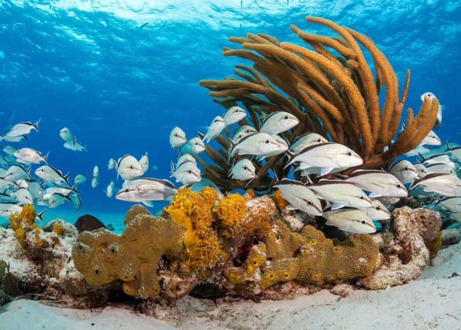 Nassau: 3 Islands Tour, Snorkel, Pig Beach, Turtles & Lunch - Price and Value: Is $136 Worth It for a Four-Hour Day?