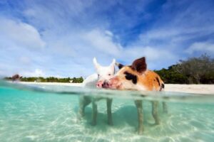 Nassau: 3 Islands Tour, Snorkel, Pig Beach, Turtles & Lunch - Meeting at Margaritaville Paradise Island and Getting Set for the Boat