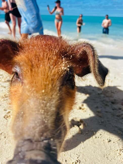 Nassau: 3 Islands Tour, Snorkel, Pig Beach, Turtles & Lunch - Pearl Island Snorkeling: One Hour on the Reef