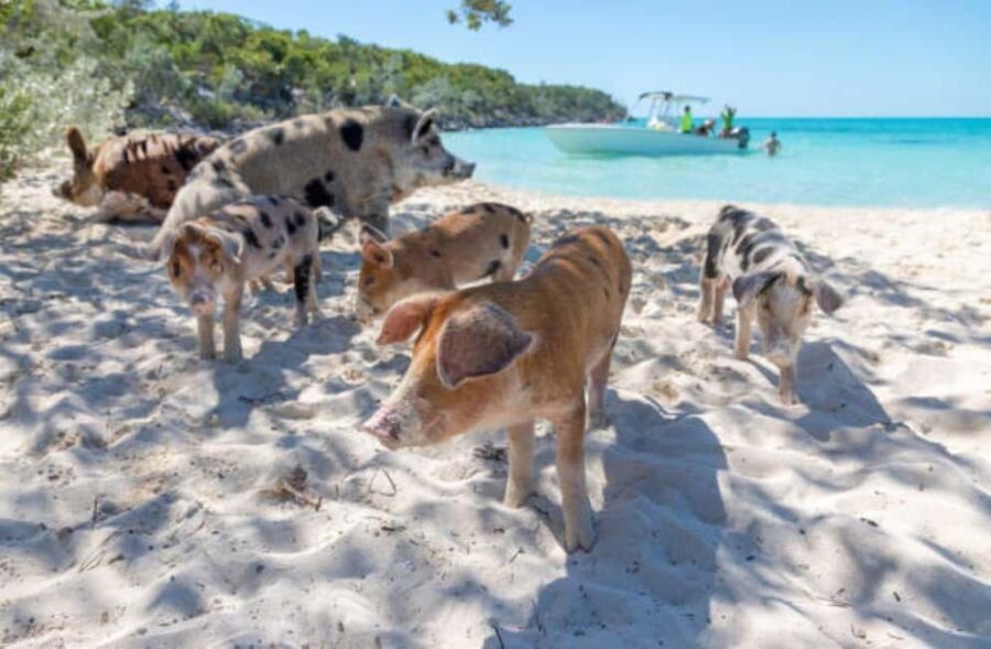 Nassau: 3 Islands Tour, Snorkel, Pig Beach, Turtles & Lunch - Food and Drinks: Rum Punch and BBQ Lunch (and One Thing to Watch)