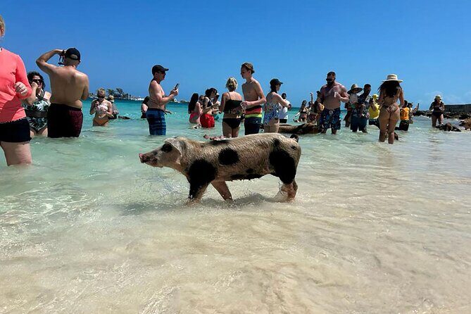 Nassau 3-stops: Snorkeling, Swimming Pigs, Turtles & Lunch - How the 5.5-hour catamaran day flows from Montagu Beach