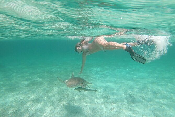 Nassau 3-stops: Snorkeling, Swimming Pigs, Turtles & Lunch - Snorkeling gear, safety, and the little things that help you see more
