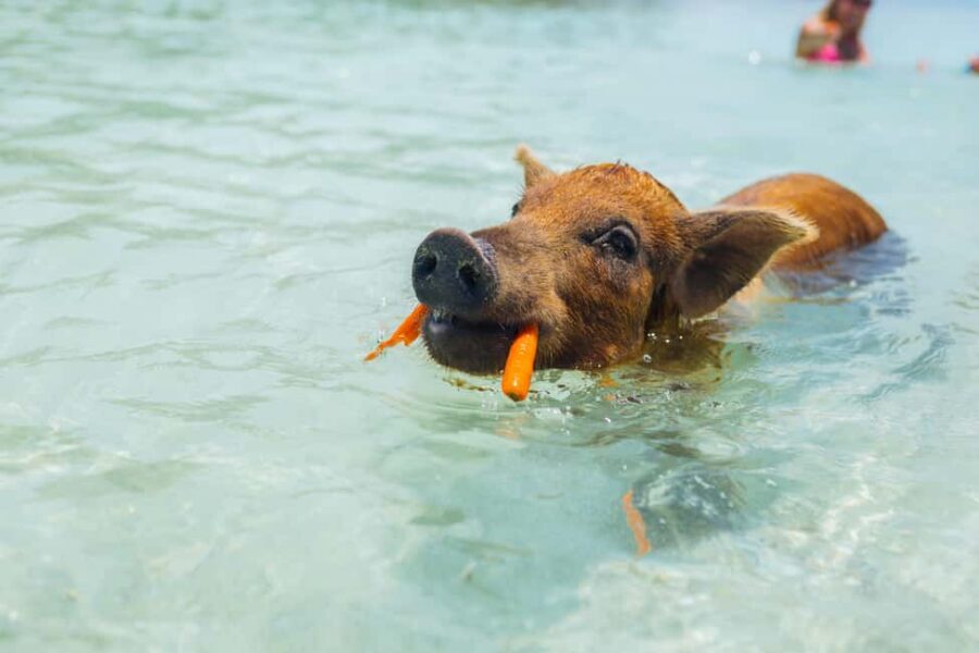 Nassau: Exuma Powerboat Day Trip - Key Highlights You’ll Actually Care About