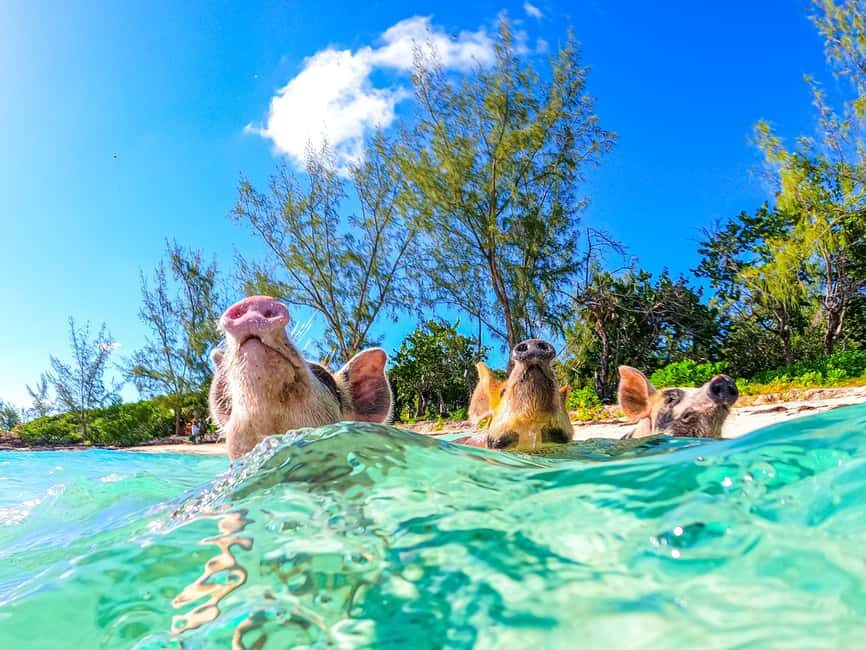Nassau: Pigs Beach Trip by Boat with Swimming and Feeding - Pearl Island for About 1.5 Hours: The Reset Button