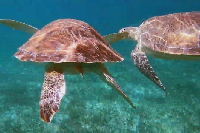 Nassau: Private Island & Snorkeling, Turtles, Drinks, & BBQ - Rose Island Reef and Retreat: Beach Chairs, Kayaks, Games, and Food