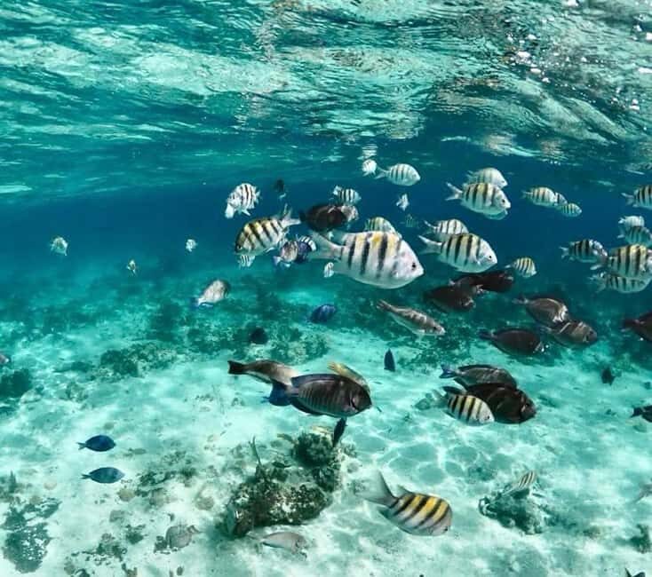 Nassau: Reef Snorkeling, Turtles, Lunch & Private Beach Club - Lunch and Drinks on the Beach: Simple, Included, and Actually Useful