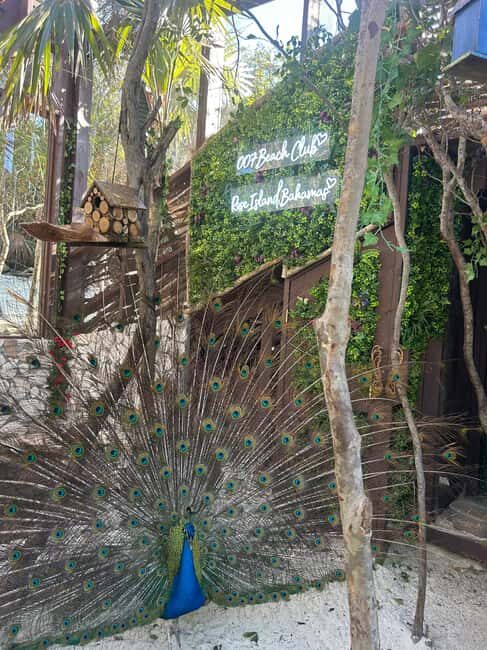 Nassau: Reef Snorkeling, Turtles, Lunch & Private Beach Club - Pigs, Aviary, and Water Toys: What Makes the Beach Club Feel Like a Day Trip