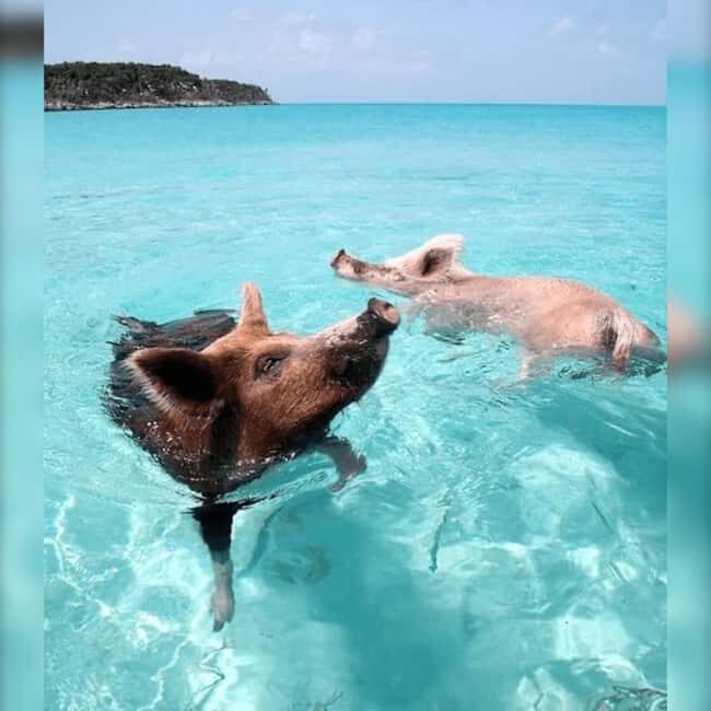 Nassau: Rose 3-Island Tour with Snorkeling and Lunch - From Woodes Rodgers Walk: how the Nassau pickup really works