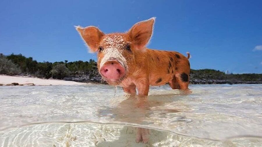 Nassau: Rose 3-Island Tour with Snorkeling and Lunch - Athol Island: swimming pigs and the kind of island energy you can feel